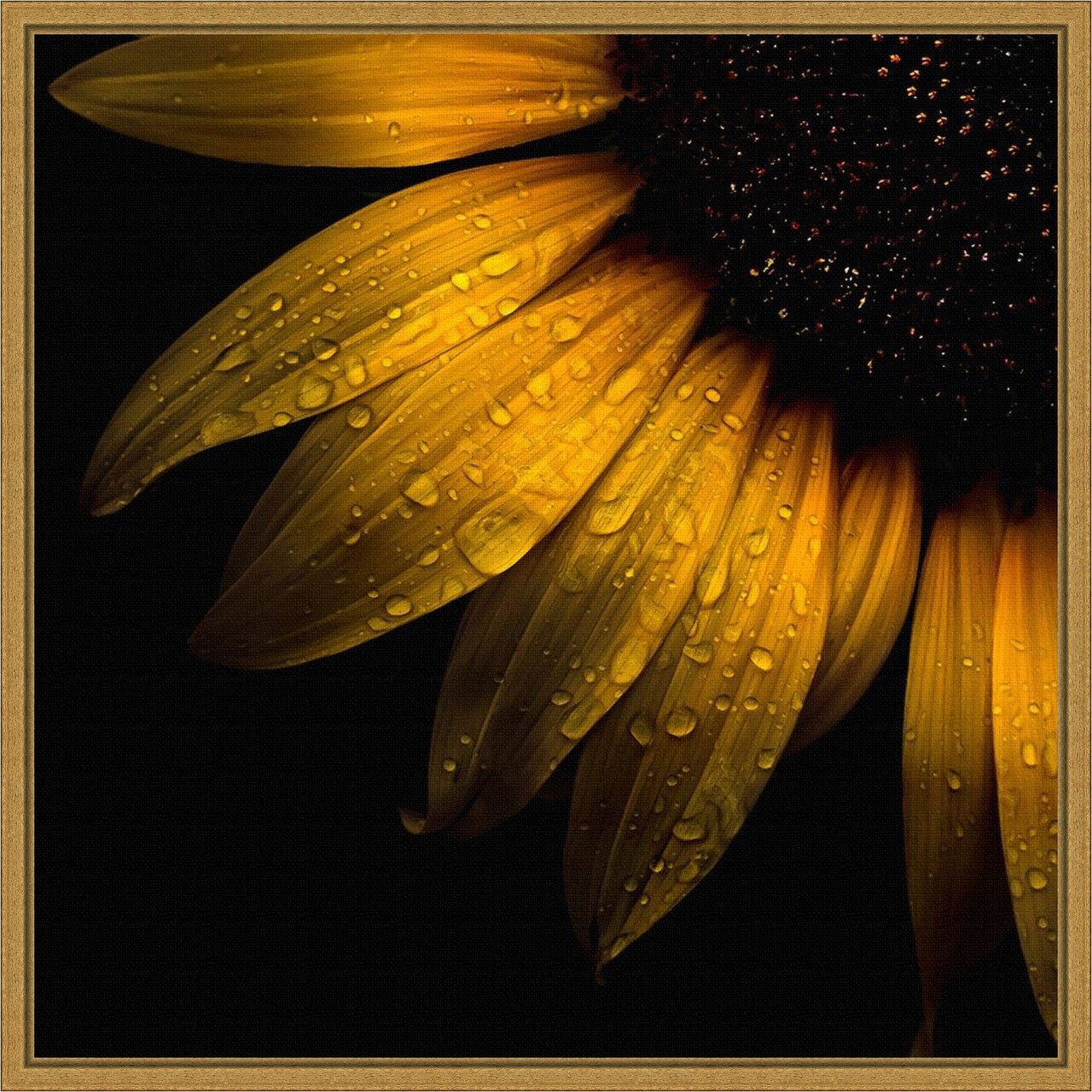 Sunflower Detail by Brian Carson 16-in. W x 16-in. H. Canvas Wall Art Print Framed in Gold